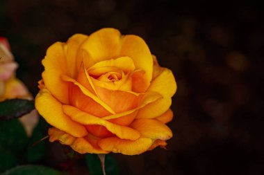 Çiçek açan güzel kokulu gül. Washington Park Gül Bahçesi, Portland, Oregon