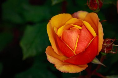 Çiçek açan güzel kokulu gül. Washington Park Gül Bahçesi, Portland, Oregon