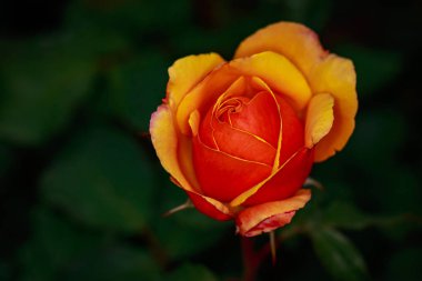 Çiçek açan güzel kokulu gül. Washington Park Gül Bahçesi, Portland, Oregon