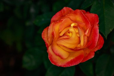 Çiçek açan güzel kokulu gül. Washington Park Gül Bahçesi, Portland, Oregon