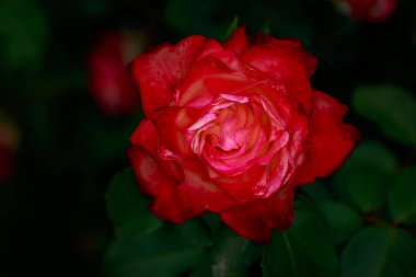 Çiçek açan güzel kokulu gül. Washington Park Gül Bahçesi, Portland, Oregon