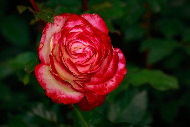 Çiçek açan güzel kokulu gül. Washington Park Gül Bahçesi, Portland, Oregon