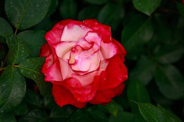 Çiçek açan güzel kokulu gül. Washington Park Gül Bahçesi, Portland, Oregon