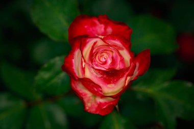 Çiçek açan güzel kokulu gül. Washington Park Gül Bahçesi, Portland, Oregon