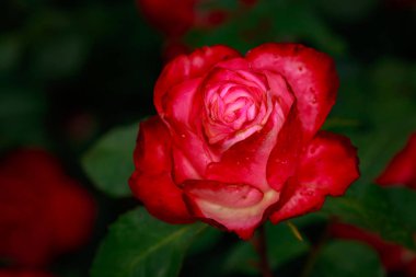 Çiçek açan güzel kokulu gül. Washington Park Gül Bahçesi, Portland, Oregon