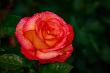 Çiçek açan güzel kokulu gül. Washington Park Gül Bahçesi, Portland, Oregon