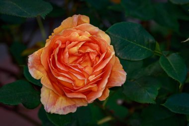 Çiçek açan güzel kokulu gül. Washington Park Gül Bahçesi, Portland, Oregon