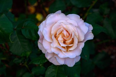 Çiçek açan güzel kokulu gül. Washington Park Gül Bahçesi, Portland, Oregon