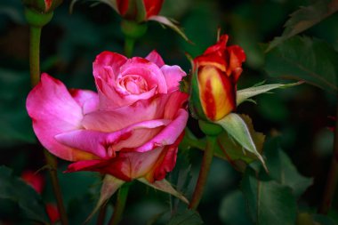 Çiçek açan güzel kokulu gül. Washington Park Gül Bahçesi, Portland, Oregon