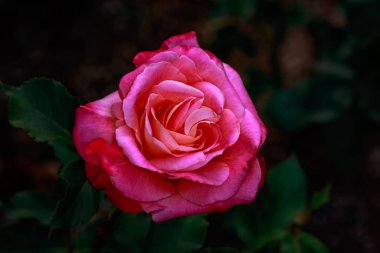 Çiçek açan güzel kokulu gül. Washington Park Gül Bahçesi, Portland, Oregon