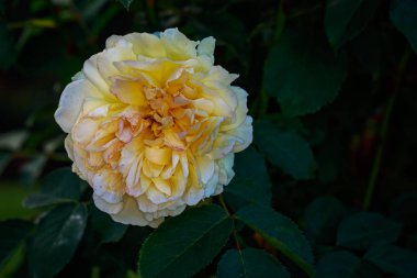 Çiçek açan güzel kokulu gül. Washington Park Gül Bahçesi, Portland, Oregon