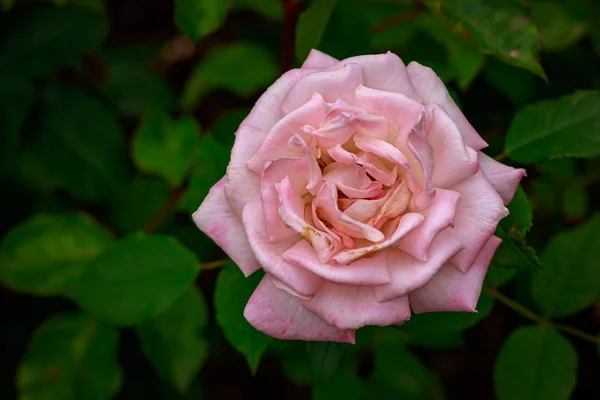 Rosa Fragante Plena Floración Washington Park Rose Garden Portland Oregon — Foto de Stock