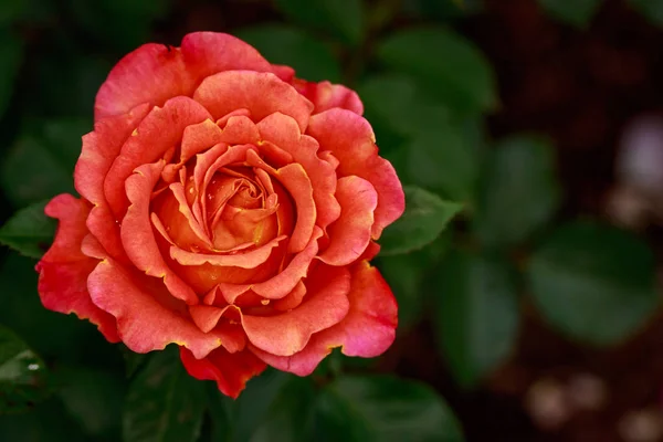 Rosa Fragante Plena Floración Washington Park Rose Garden Portland Oregon — Foto de Stock