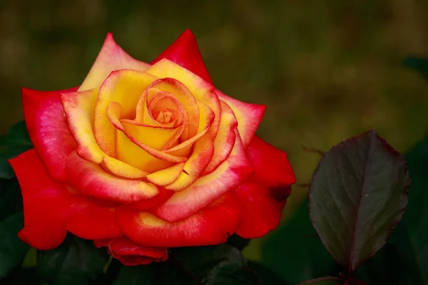 Rosa Fragante Plena Floración Washington Park Rose Garden Portland Oregon — Foto de Stock