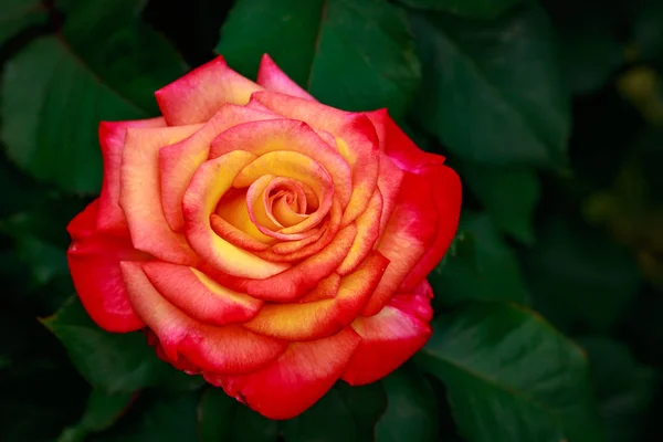 Rosa Fragante Plena Floración Washington Park Rose Garden Portland Oregon — Foto de Stock