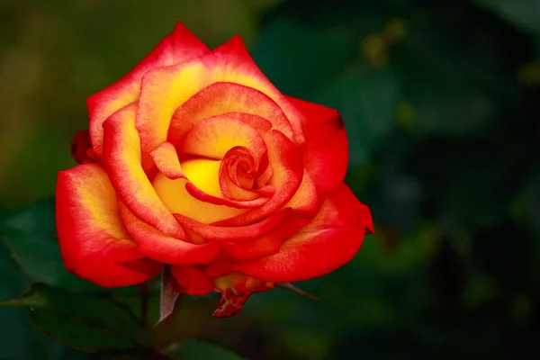 Vonící Růže Plném Květu Washington Park Rose Garden Portland Oregon — Stock fotografie