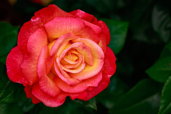 Rosa Fragante Plena Floración Washington Park Rose Garden Portland Oregon — Foto de Stock