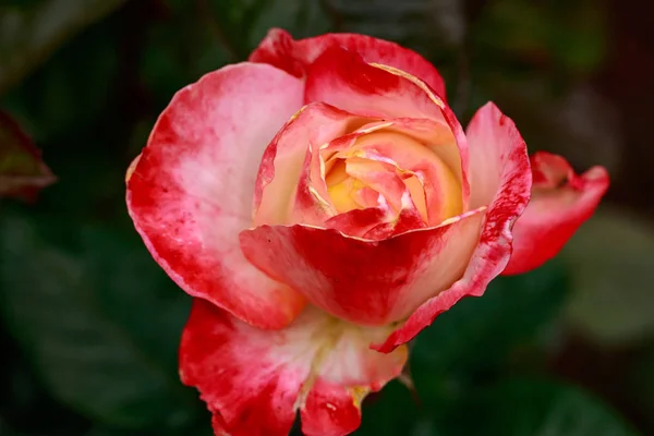 Троянда Повному Цвіті Washington Park Rose Garden Portland Oregon — стокове фото