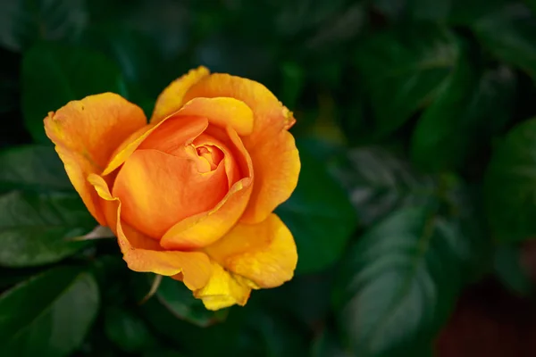 Duftende Rose Voller Blüte Washington Park Rose Garden Portland Oregon — Stockfoto