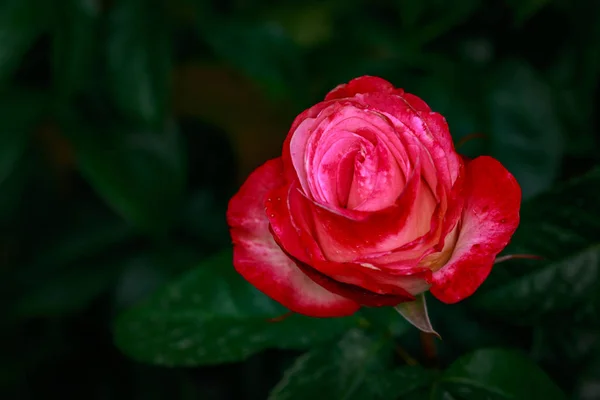 Pachnąca Róża Pełnym Rozkwicie Washington Park Rose Garden Portland Oregon — Zdjęcie stockowe