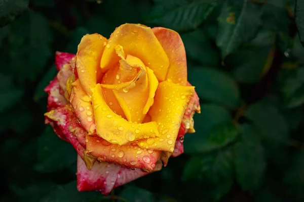 Pachnąca Róża Pełnym Rozkwicie Washington Park Rose Garden Portland Oregon — Zdjęcie stockowe