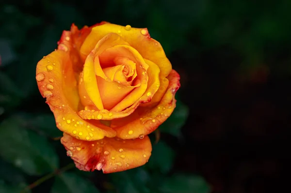 Vonící Růže Plném Květu Washington Park Rose Garden Portland Oregon — Stock fotografie