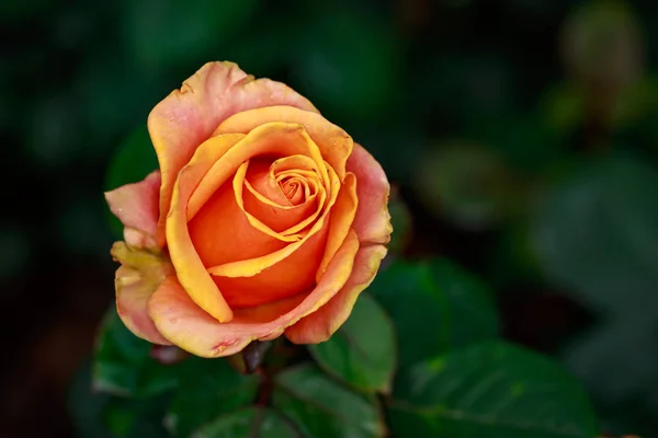 Rosa Fragante Plena Floración Washington Park Rose Garden Portland Oregon — Foto de Stock