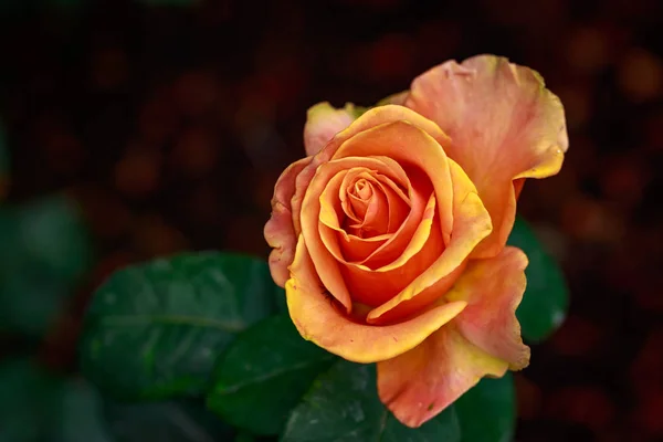 Rosa Fragante Plena Floración Washington Park Rose Garden Portland Oregon — Foto de Stock