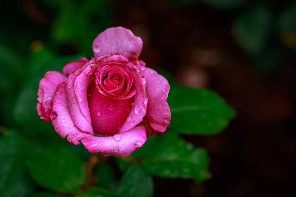 Rosa Fragante Plena Floración Washington Park Rose Garden Portland Oregon — Foto de Stock