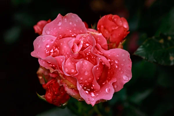 Rosa Fragante Plena Floración Washington Park Rose Garden Portland Oregon — Foto de Stock