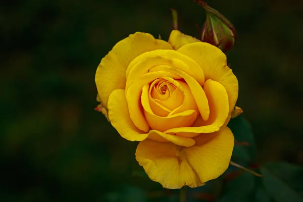 Троянда Повному Цвіті Washington Park Rose Garden Portland Oregon — стокове фото