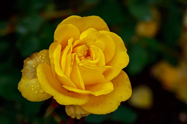 Vonící Růže Plném Květu Washington Park Rose Garden Portland Oregon — Stock fotografie