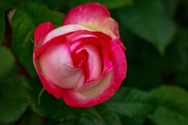 Pachnąca Róża Pełnym Rozkwicie Washington Park Rose Garden Portland Oregon — Zdjęcie stockowe