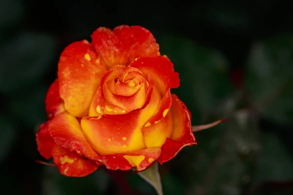 Rosa Fragante Plena Floración Washington Park Rose Garden Portland Oregon —  Fotos de Stock