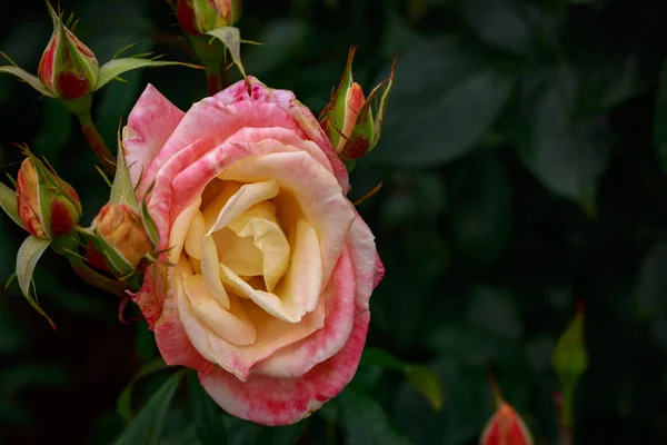 Rosa Fragante Plena Floración Washington Park Rose Garden Portland Oregon — Foto de Stock