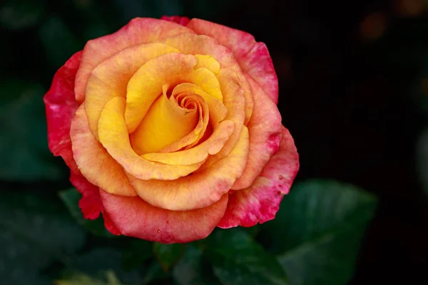 Fragrant Rose Full Blossom Washington Park Rose Garden Portland Oregon — Stock Photo, Image