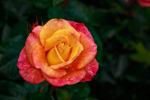 Rosa Fragante Plena Floración Washington Park Rose Garden Portland Oregon — Foto de Stock