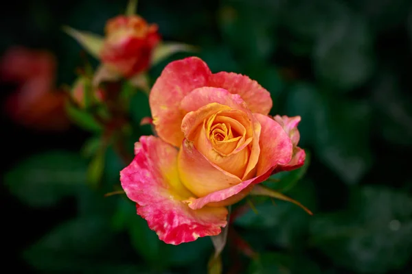 Ароматная Роза Полном Расцвете Сил Вашингтон Парк Роуз Гарден Портленд — стоковое фото
