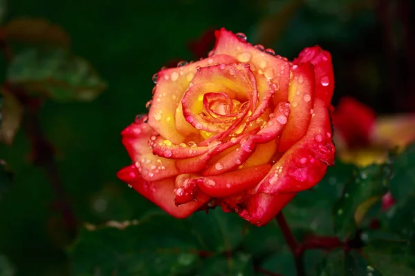 Rosa Fragante Plena Floración Washington Park Rose Garden Portland Oregon — Foto de Stock