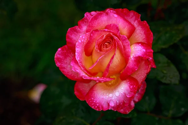 満開の香り高いバラ オレゴン州ポートランドのワシントン パーク ローズ ガーデン — ストック写真