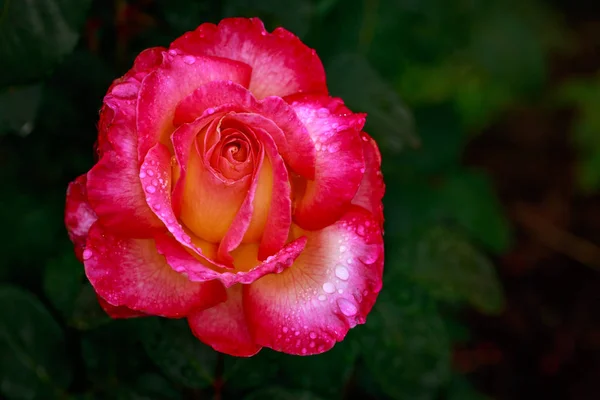 Vonící Růže Plném Květu Washington Park Rose Garden Portland Oregon — Stock fotografie