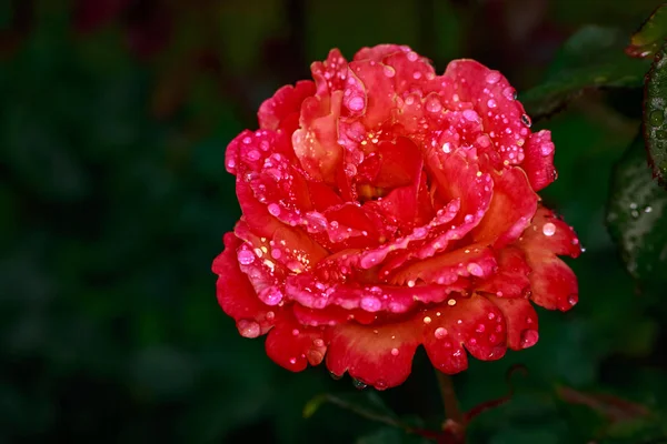 Tuoksuva Ruusu Täydessä Kukassa Washington Park Rose Garden Portland Oregon — kuvapankkivalokuva