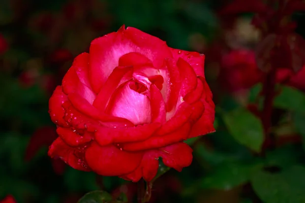 Rosa Fragante Plena Floración Washington Park Rose Garden Portland Oregon — Foto de Stock