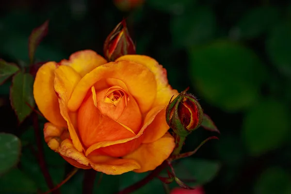 Rosa Perfumada Flor Cheia Washington Park Rose Garden Portland Oregon — Fotografia de Stock