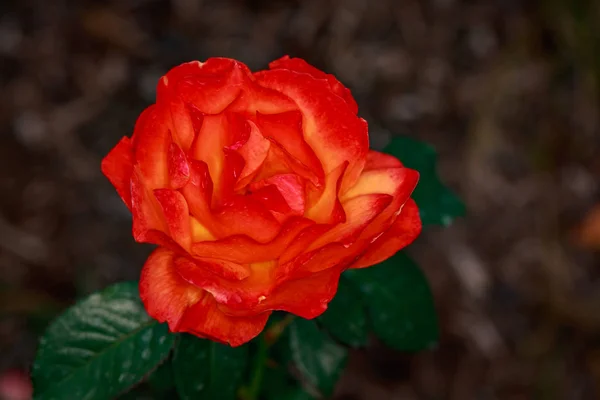 Aroma Rose Full Blossom Washington Park Rose Garden Portland Oregon — Stok Foto