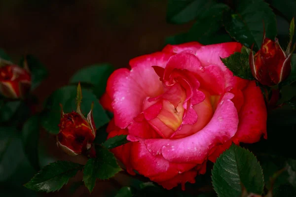 Rosa Fragante Plena Floración Washington Park Rose Garden Portland Oregon — Foto de Stock