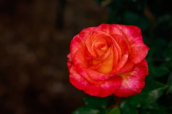 Rosa Fragante Plena Floración Washington Park Rose Garden Portland Oregon — Foto de Stock