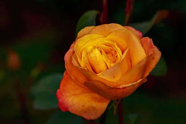 Rosa Perfumada Flor Cheia Washington Park Rose Garden Portland Oregon — Fotografia de Stock