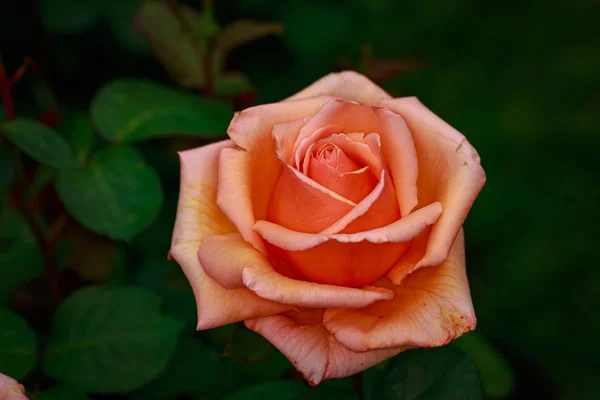 Rosa Fragante Plena Floración Washington Park Rose Garden Portland Oregon — Foto de Stock