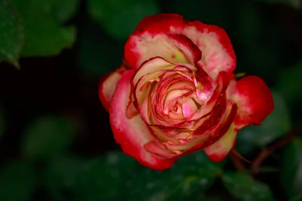 満開の香り高いバラ オレゴン州ポートランドのワシントン パーク ローズ ガーデン — ストック写真